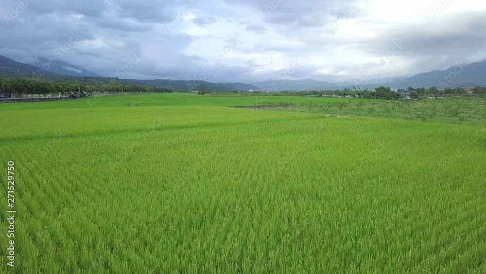 Flying pass the paddy rice field.The whole rice field is like a green carpet. Flying pass the paddy rice field.The whole rice field is like a green carpet.