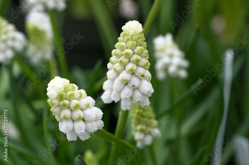 white flower in the garden