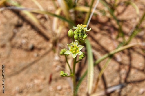 TOXICOSCORDION BREVIBRACTEATUM - DESERT DEATH CAMAS - JOSHUA TREE NATIONAL PARK - 041919, native to the Southern Mojave Desert, this is a toxic plant which has been around since native american times