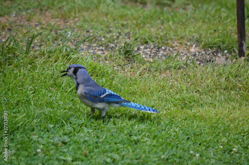 blue jay