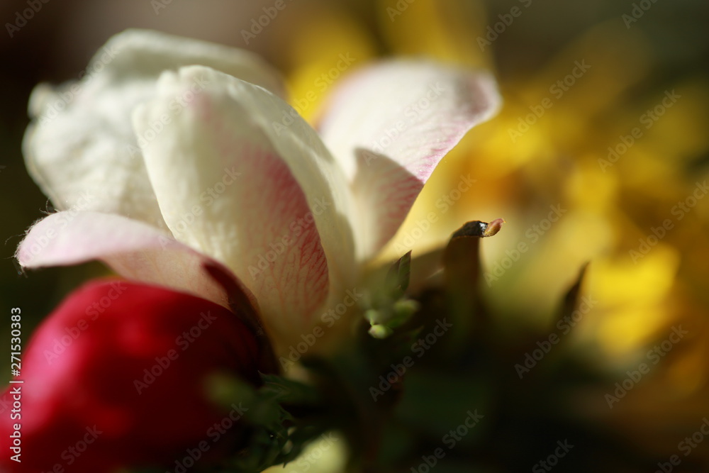 Sprint Love flowers Sprint Love flowers