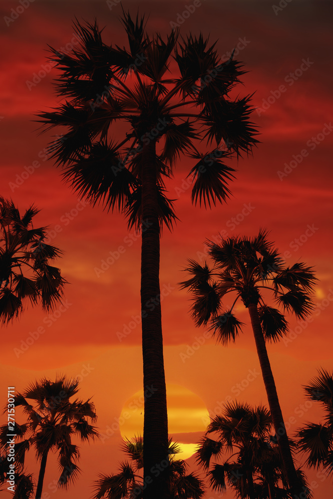 silhouette of palm tree over sunset sky