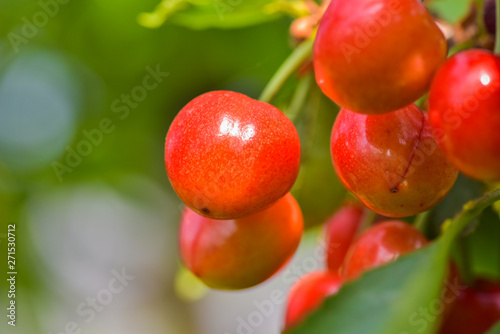 Close-up photos of ripe sour cherries
