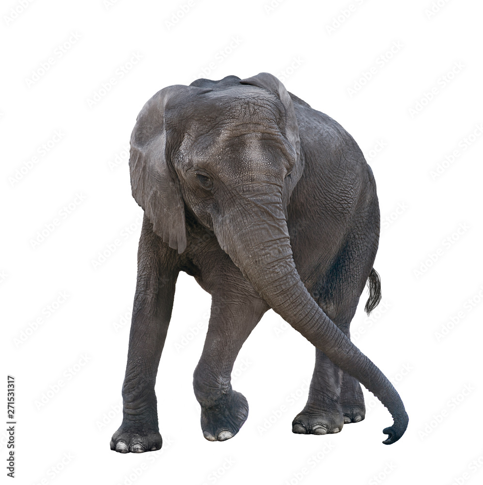 Fototapeta premium Young elephant playing on white background