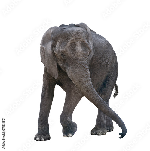 Young elephant playing on white background