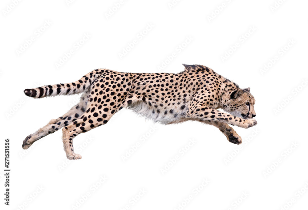 Cheetah Running ,Isolated on white Background - obrazy, fototapety, plakaty 