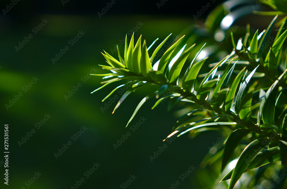 Conifer Pine Leaves