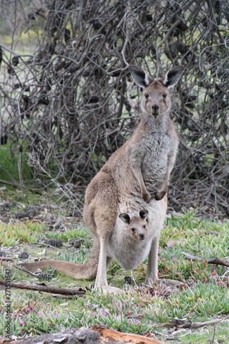 Curious Kangaroo and Joey