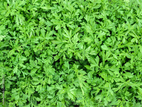 Bright textured background from the leaves of the watercress salad.