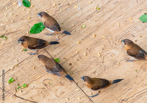 A group of Garrulax sannios eating corn grains photo