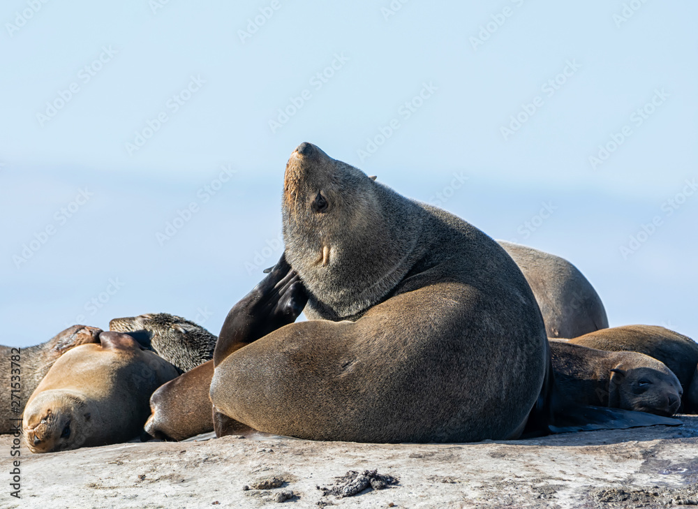 Naklejka premium Cape Fur Seal