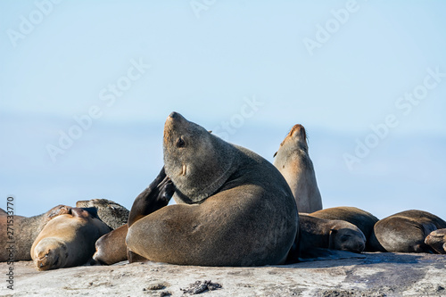 Cape Fur Seal