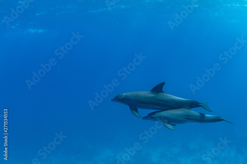 Wild Dolphins underwater on blue water background