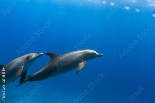 Wild Dolphins in blue sea water, underwater shot © willyam