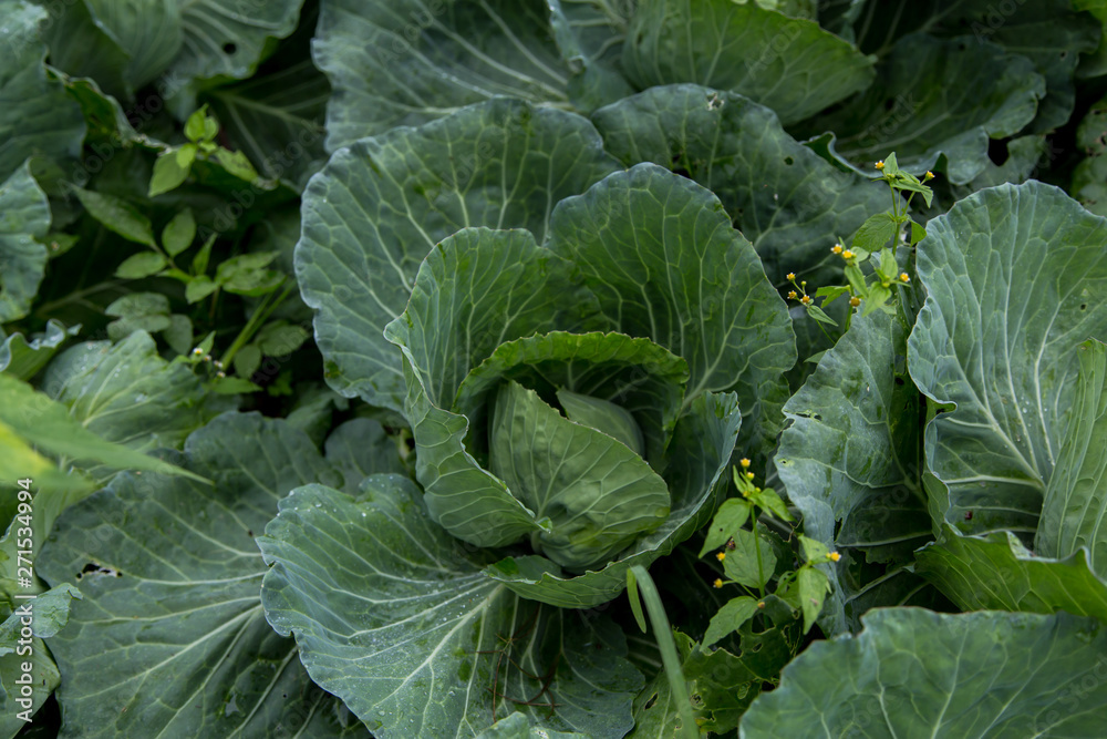 Cabbage or Brassica oleracea capitata, Black Cabbage, Borecole, Broccoli, top view Cabbage or Brassica oleracea capitata, Black Cabbage, Borecole, Broccoli, top view