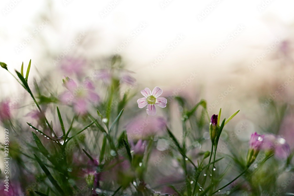 Flowers in the field closeup macro