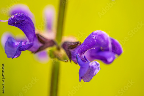 wild sage with flower photo