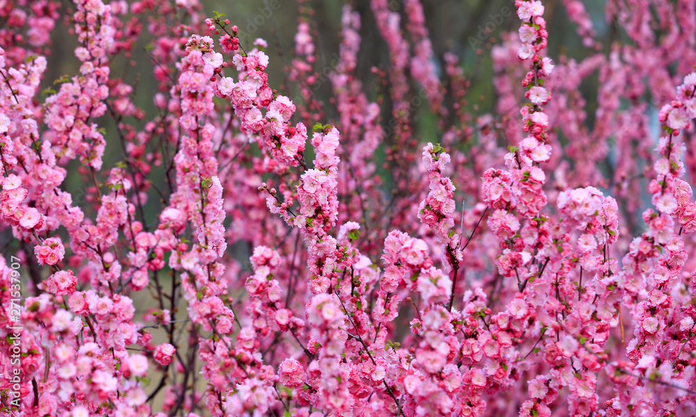 Peach blossom in the garden