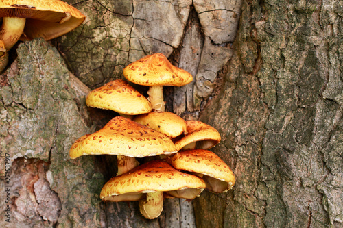 Polypore mushroom on the tree.