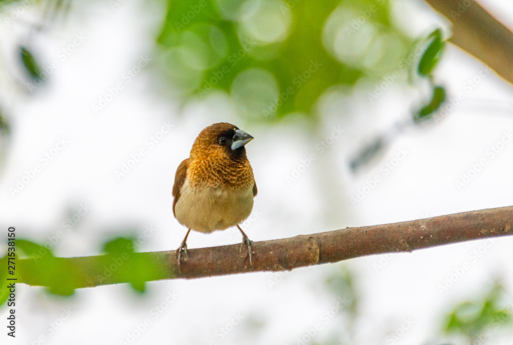 A Garrulax sannio cheek resting on a branch A Garrulax sannio cheek resting on a branch