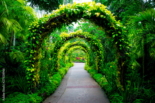 Fotografia, Obraz Singapore Botanic Gardens