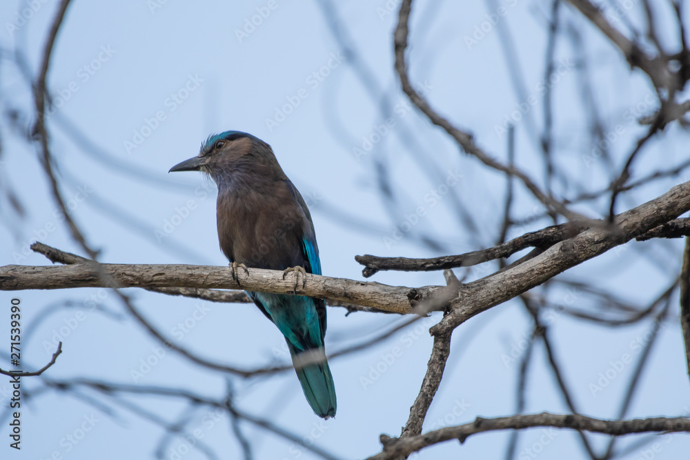 coracias benghalensis, Birds are sticking to dry branches. coracias benghalensis, Birds are sticking to dry branches.