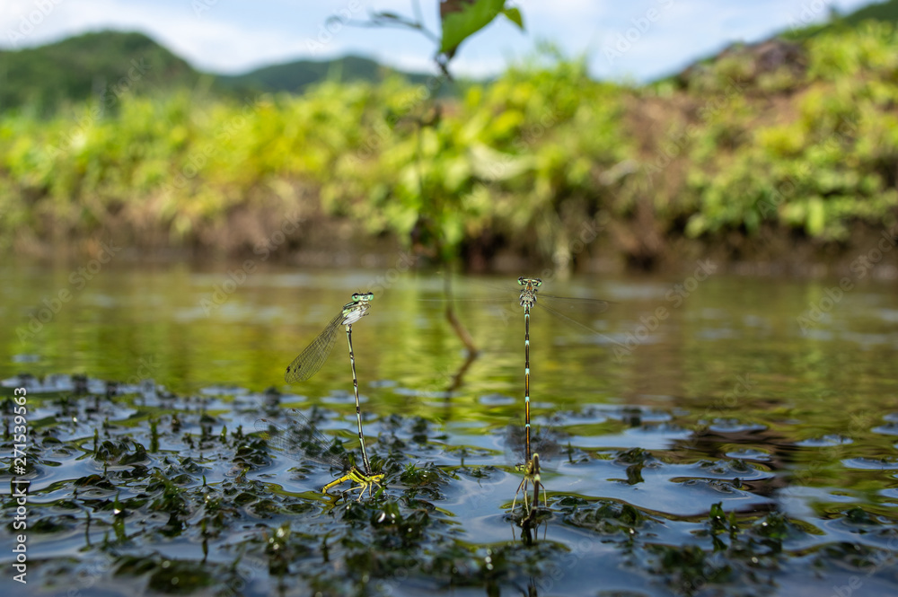 Fototapeta premium グンバイトンボ 産卵