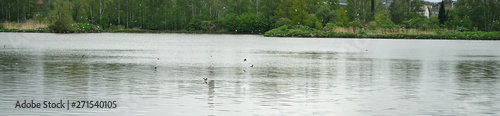 Swallows above the surface of the lake.