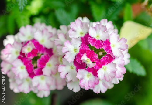Pink and White flowers garden bed photo