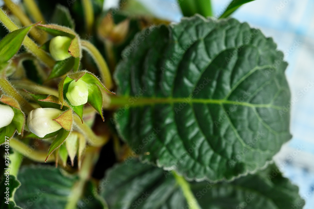 Flower buds of hydrangea and green leaves. Flower buds of hydrangea and green leaves.