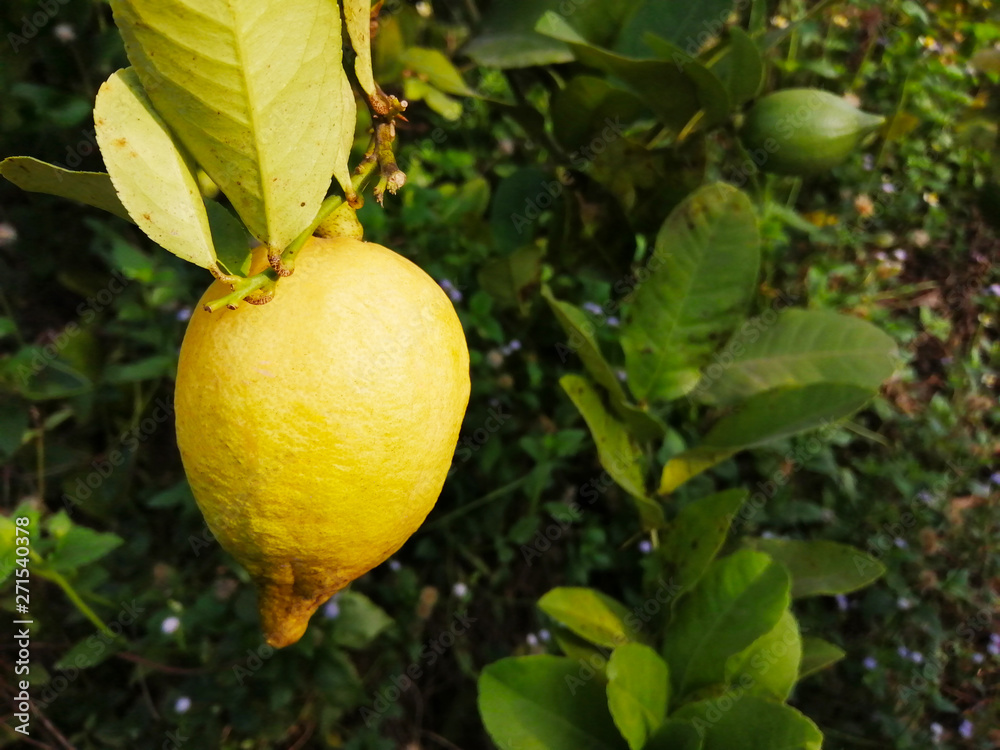 Ripe yellow lemon is hanging on tree in the garden.