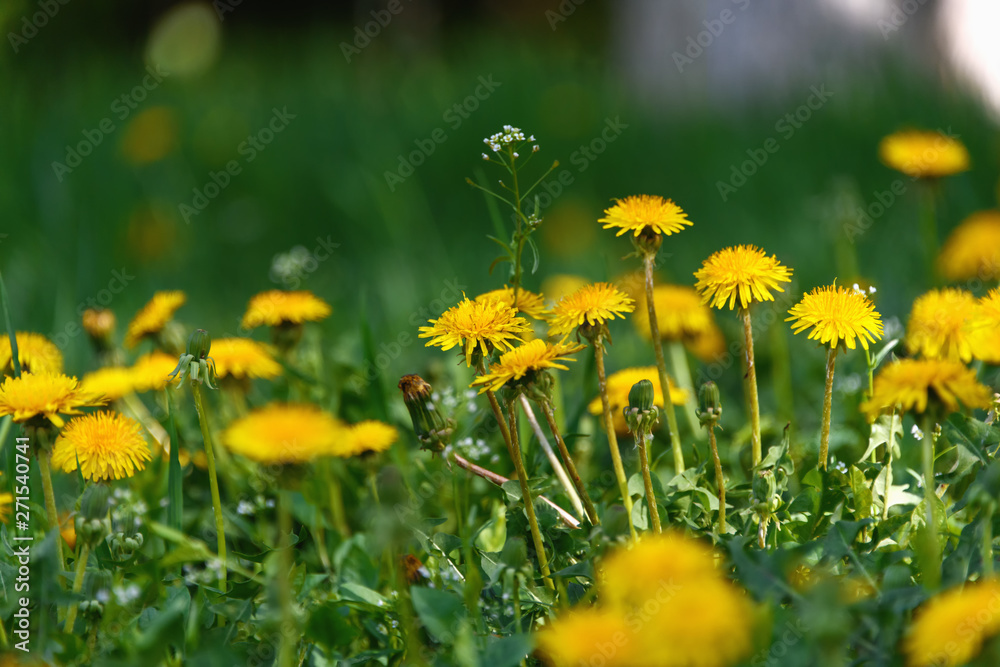 Green grass with yellow dandelions. Close up spring flowers. Green grass with yellow dandelions. Close up spring flowers.