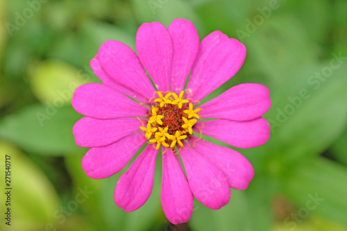 Pink zinnia in garden with green leaves background.