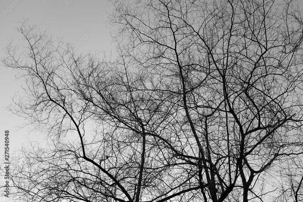 Dry tree branches in the forest, black and white Dry tree branches in the forest, black and white