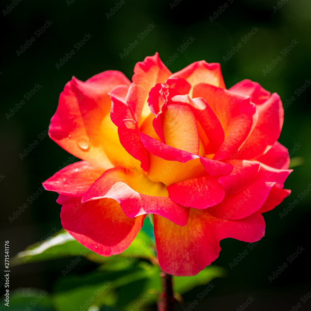 rot gelbe Rose