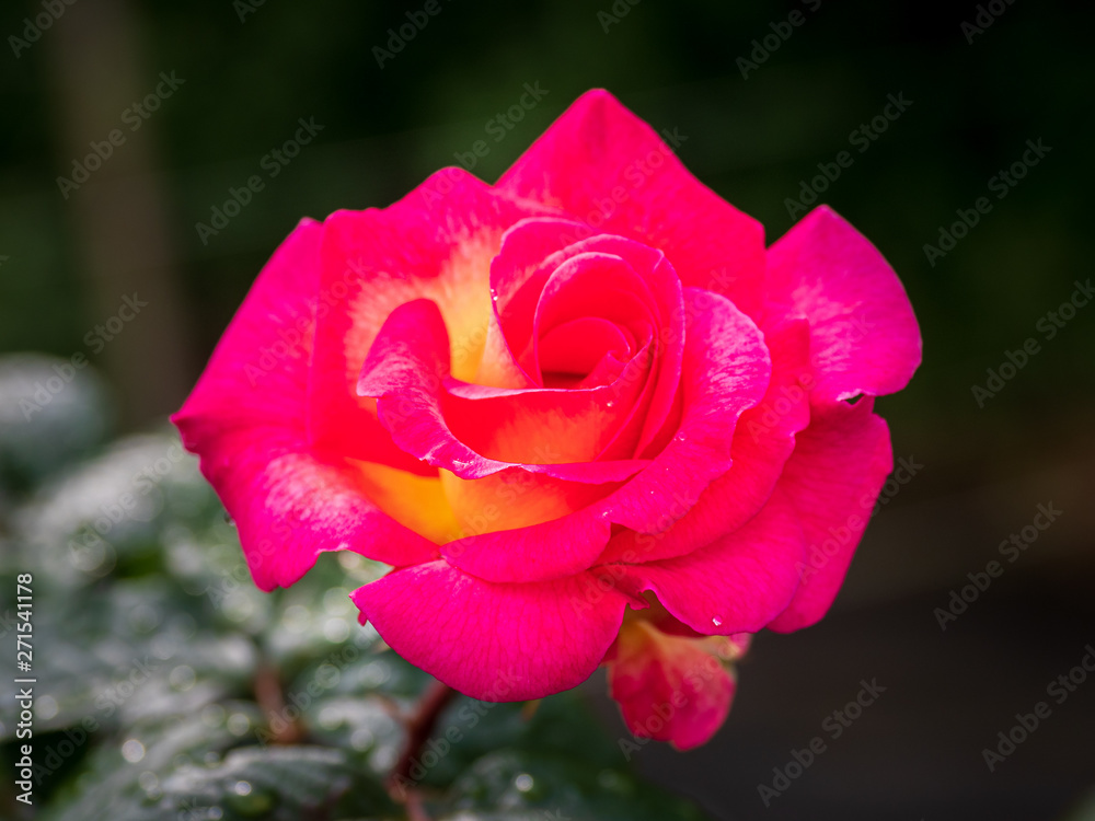 pink gelb farbene Rosenblüte
