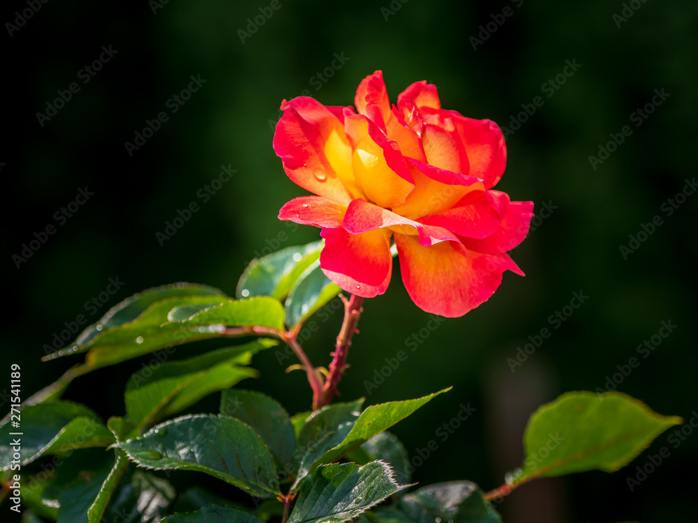 rot gelbe Rose im Sonnenlicht