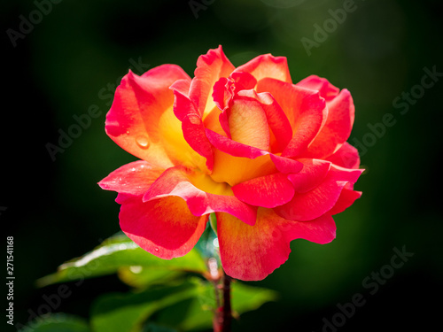 rot gelbe Rose nach einem Regenschauer