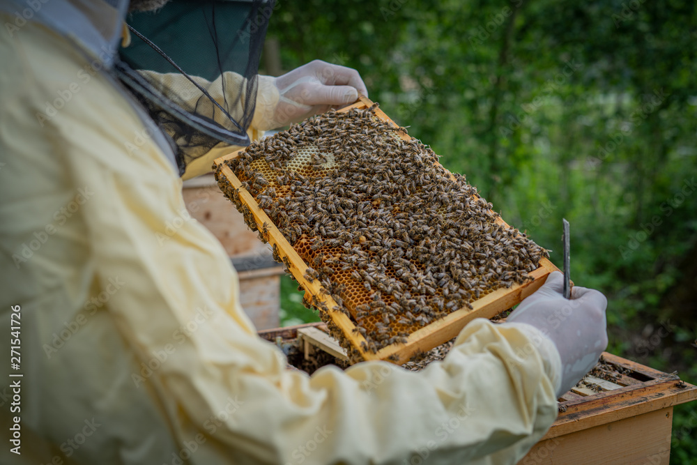 imker bienen imker bienen