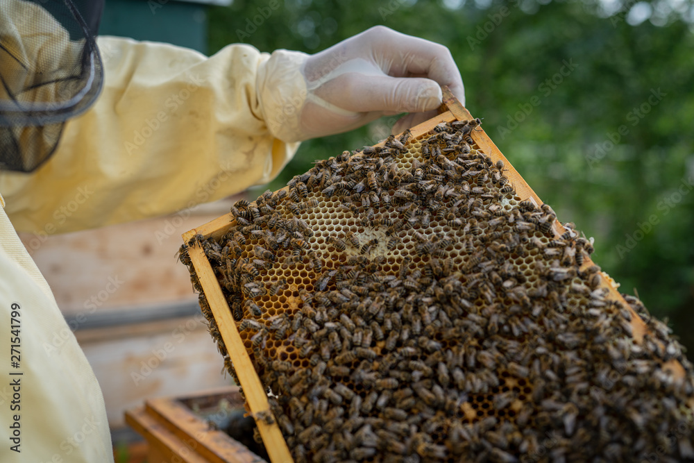 bienen waben bienen waben