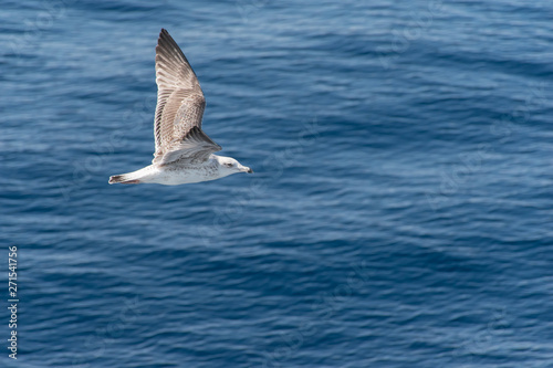 Seagull in flight over blue sea