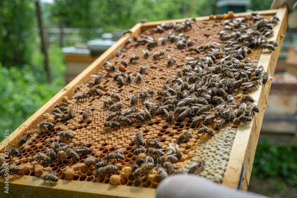bienen wabe bienen wabe