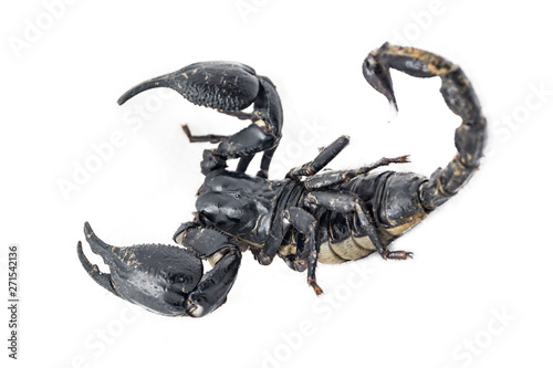 scorpion on Background color White