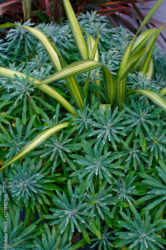 Euphorbia characias and Phormium in the early morning covered with frozen dew on leaves