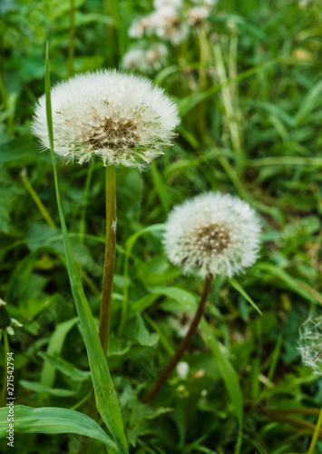 White dandelions on a background of green grass. Seeds of dandelions with white fluff.