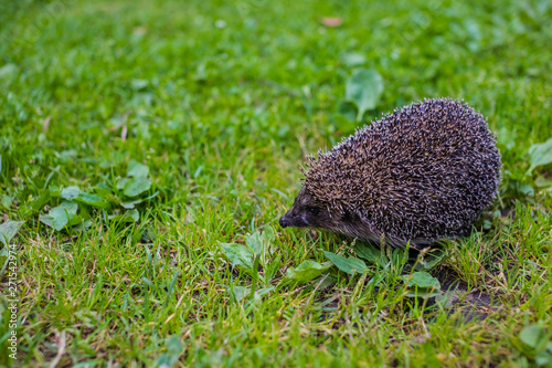 West european hedgehog (Erinaceus europaeus) on a green meadow.Young hedgehog in natural. Curious hedgehog walks in the woods on a sunny summer day.