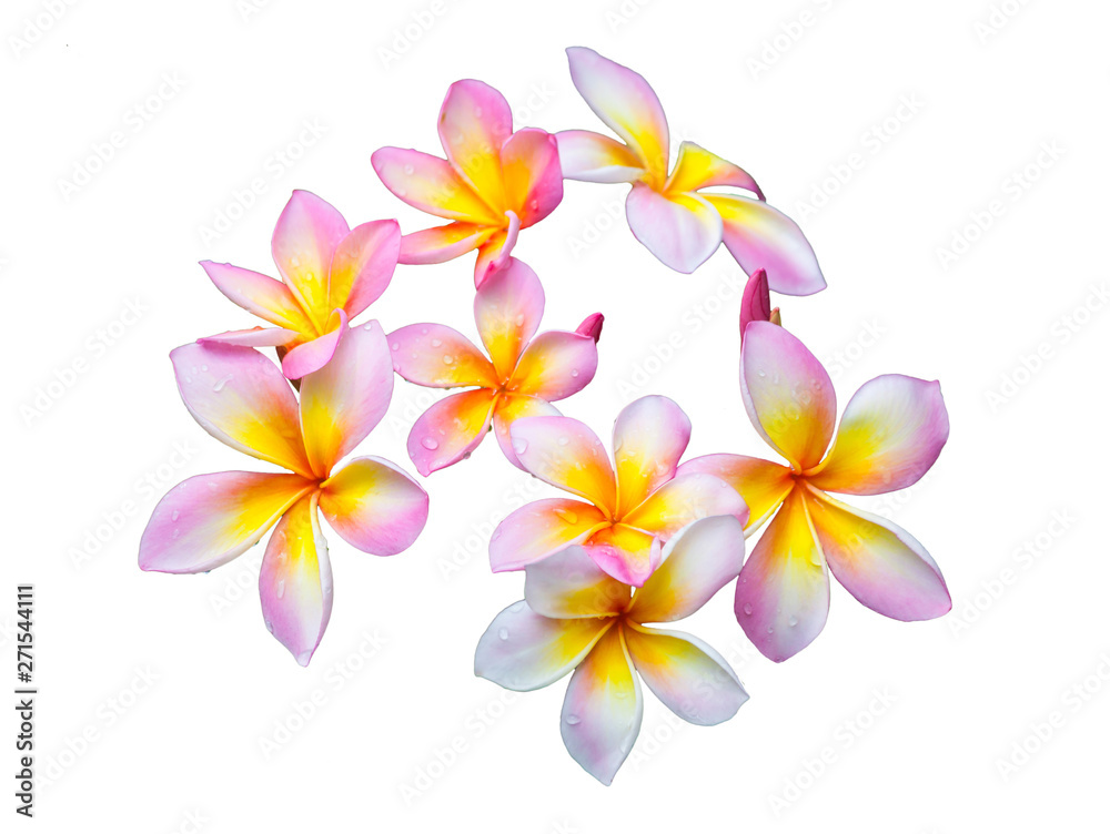 Pink plumeria flowers on a white background