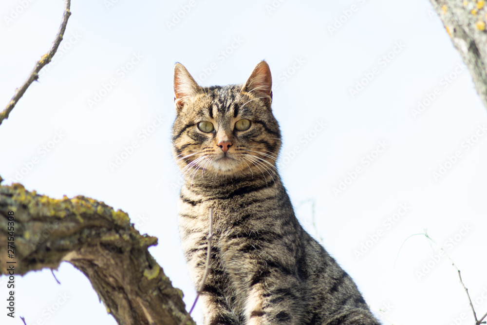 Obraz premium Beautiful gray striped cat on a tree against the blue sky. Cheshire Cat