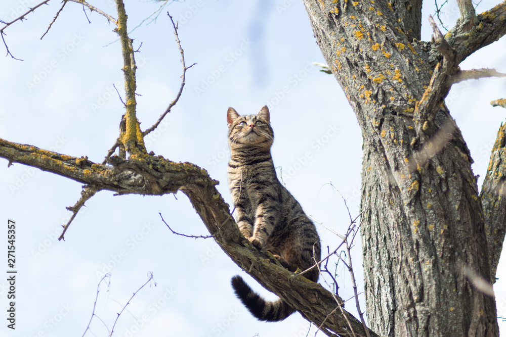 Beautiful gray striped cat on a tree against the blue sky. Cheshire Cat Beautiful gray striped cat on a tree against the blue sky. Cheshire Cat