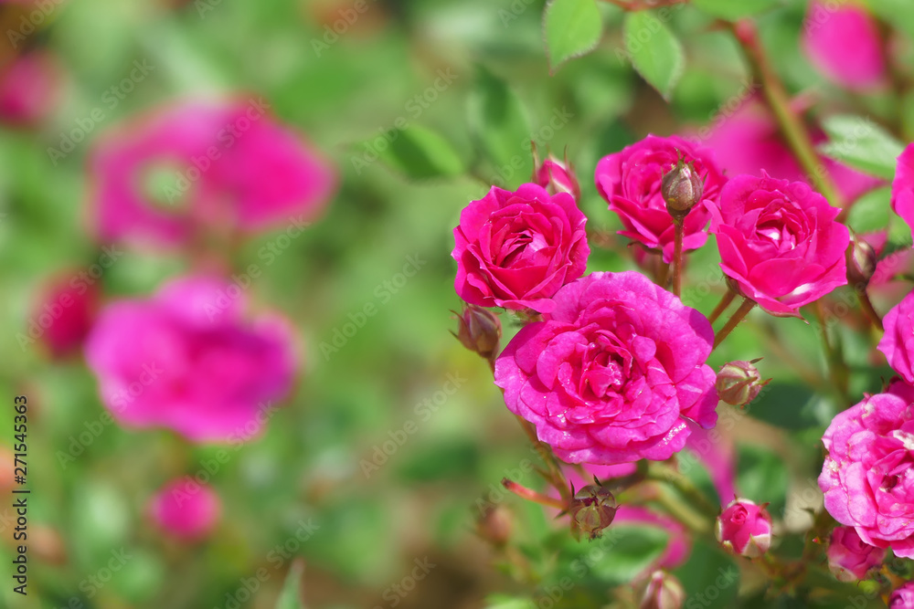 Centifolia roses, the Provence rose or cabbage rose or Rose de Mai Centifolia roses, the Provence rose or cabbage rose or Rose de Mai